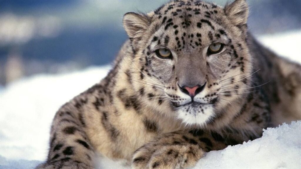 Snow Leopard in Ladakh India – Best Season and Sightings Guide