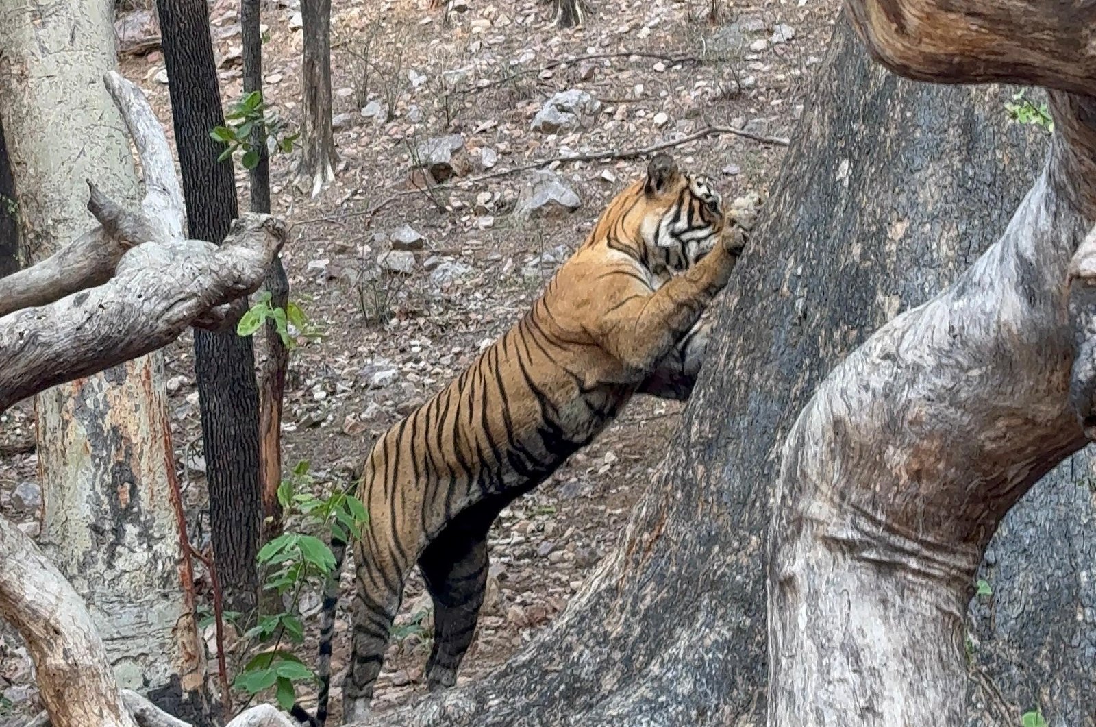 Von Angesicht zu Angesicht mit Noor: Eine Ranthambore-Safari-Geschichte
